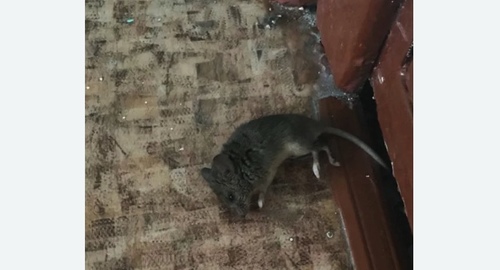 Дезинфекция от мышей в Шенкурске