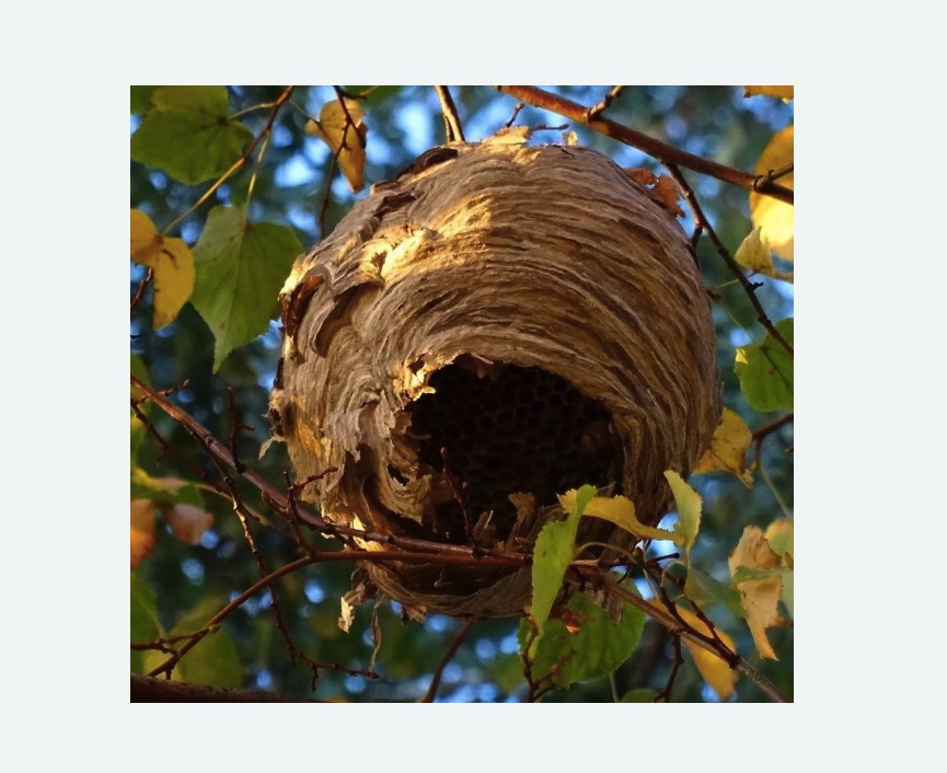 Обработка от шершней в Шенкурске