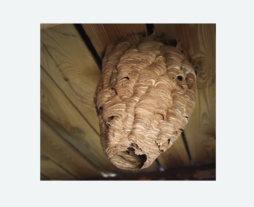 обработка от шершней в Шенкурске