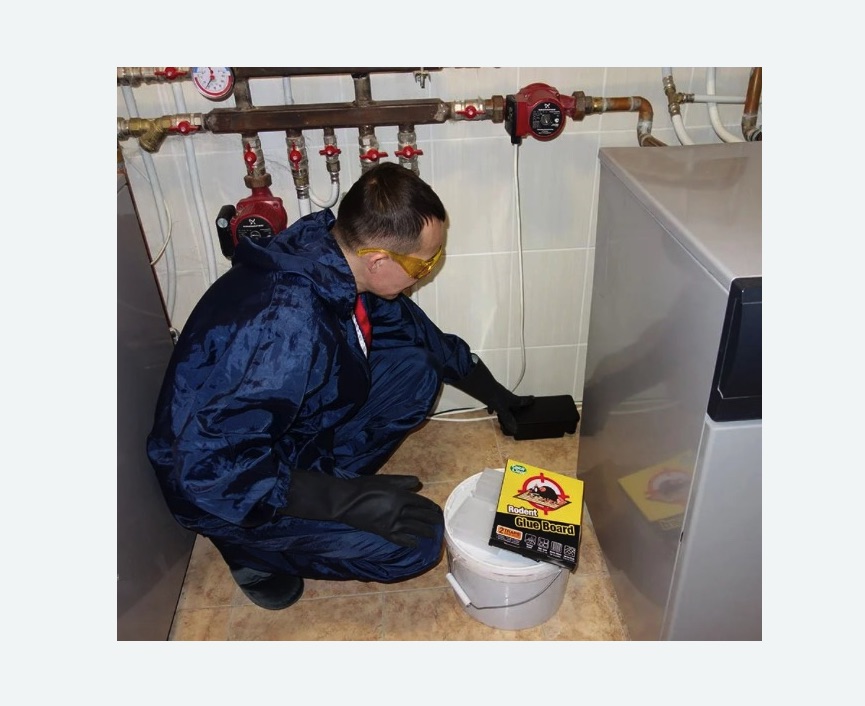 Уничтожение крыс в Шенкурске